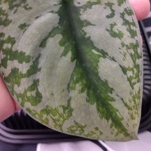 Pothos/Scindapsus Exotica